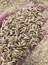 Riso Secco Paddy Riso Non Finito Colazione Cereali di Ceylon 100g Spedizione Gratuita