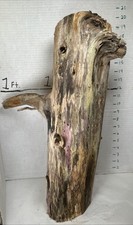 Driftwood Taxidermy Beach Lake Mountain House Wedding Aquarium Pretty Colors