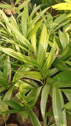Palm Veitchia merilli variegated - palm variegated - Picture 3 of 3