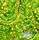 500+ Rare Neem Tree Plant seeds Azadirachta indica NonGMA in Pot Grown seed NS25