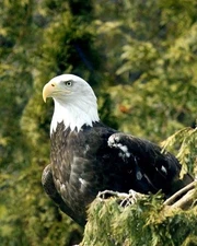 Nature Bald Eagle Glossy Photo Animal Print America Poster Bird 1 FRIDGE MAGNET