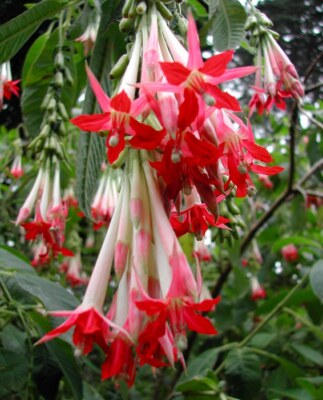 Bolivianische Fuchsia Weiss - Bolivian White 25+ Samen Fruchttragend GX 055