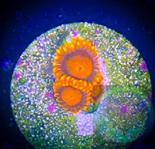 SAF~ “WYSIWYG” Orange Bam Bam Zoanthid Frag, Palythoa, Paly, Zoa