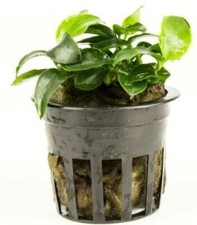 Nana Petite Anubias aquarium plant potted, Buy 2 Get 1 FREE