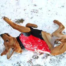 NEW Highline Fleece Dog Coat Red & Black Rolling Bones Warm Machine Washable