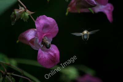 Photo 6x4 Feeding Honey Bees Beeston/SK5236 This patch of Himalayan Bals c2010