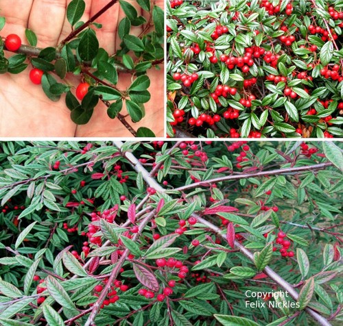 Im Winter pflanzen ! 3 trittfeste immergrüne pflegeleichte Bodendecker