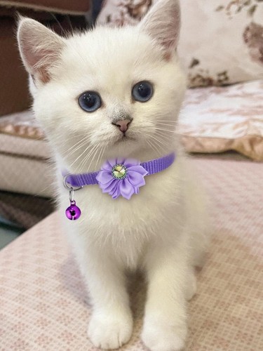 16 PCS Cute Cat Collars Breakaway with Bell for Boy Cats and Girl Cats Gifts - Picture 4 of 6
