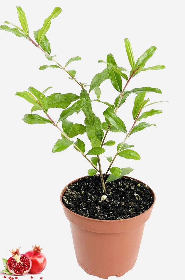 2" POT V SWEET WONDERFUL POMEGRANATE TREE BEST GIFT LIVE PLANT FRESH GUARANTEED - Image 2 of 3