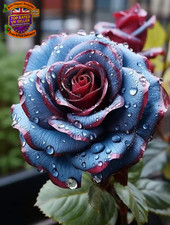 Rare Rose Perennial Bulbs UK, Fragrant Flowers, Suitable for Garden Plants, Lan