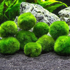 Marimo (2-3 Cm) - Alga Palla Cladophora Aegagropila Muschio Con Certificazione, 