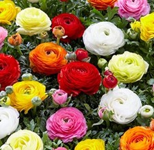 Dozen Mixed Ranunculus Bulbs - Ships from Iowa - 12