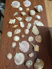 Lotto di 32 conchiglie da collezione
