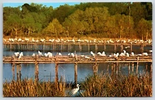 Postcard Bird Sanctuary, Avery Island, Louisiana Unposted