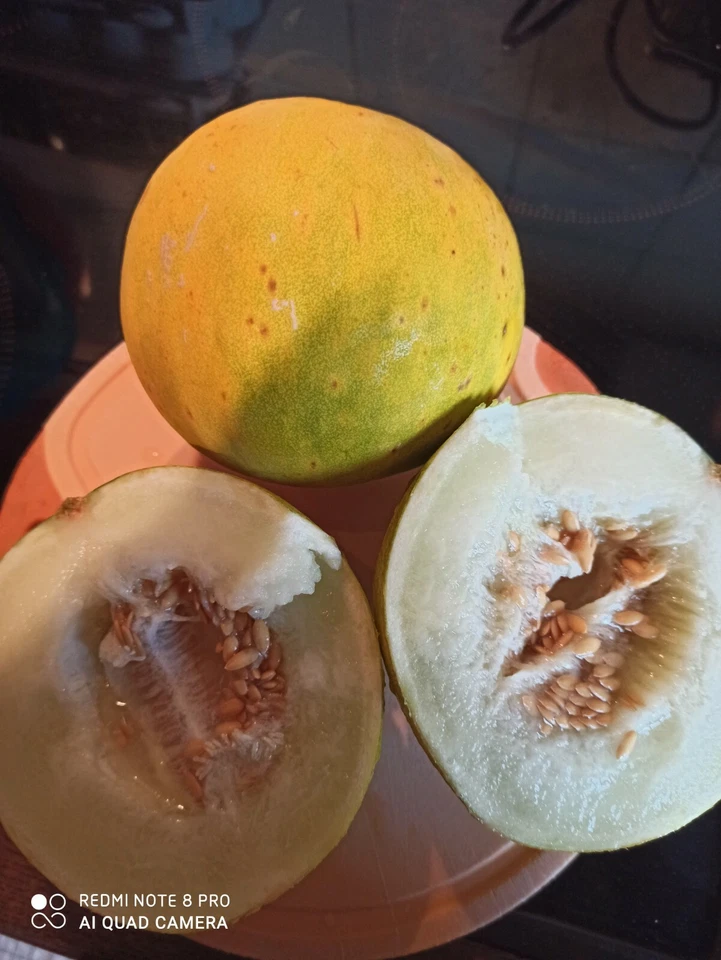 Limetto Melone  zitronig- fruchtig " NEUE SORTE " Saatgut Melonen Samen - Bild 3 von 4