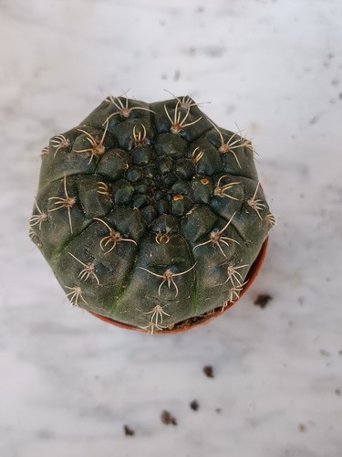 Gymnocalicium baldanium planta suculenta raiz maceta 5 cm - Imagen 2 de 3