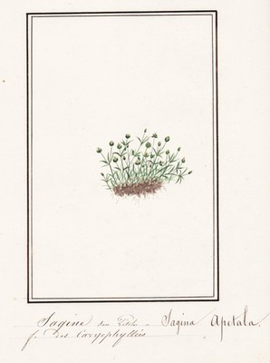 Sangina Apetala Mastkraut flower botany Aquarell watercolor drawing 1830