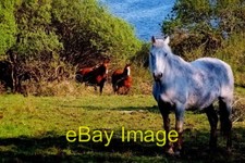 Photo 6x4 Duquesta Santa Anna Drive - Horses on hillside Rossbeg We stopp c2008
