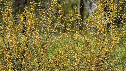 10 Acacia gracilifolia seeds - "Graceful Wattle"