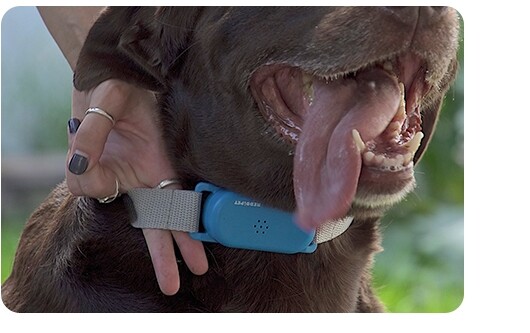 reddipet no bark collar