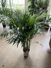 Dypsis Lutescens (Areca Palm) – 100cm Tall – 17cm Pot – Collection Only