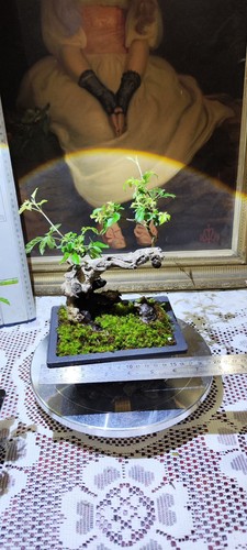 Vitex negundo L (Rare potted with plastic flower pot)