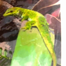 Paint by Numbers Kit for Adults Green Anole Lizard Paint by Number 18x21 X001428