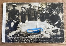 Leathery Turtle Caught In Pwllheli Harbour 1908. Animated View Unposted RPPC