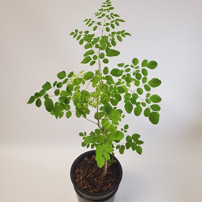 alocasia frydek variegata baby Alocasia Frydek Variegated  Aroidasia