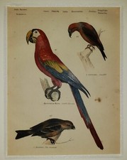 ALEXANDER FRANCIS LYDON (1836–1917) Original ANTIQUE Colored Engraving MACAW