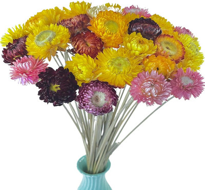 TooGet 40 Pcs Natural Dried Daisies, Dried Daisy Flowers Bouquet with Stem