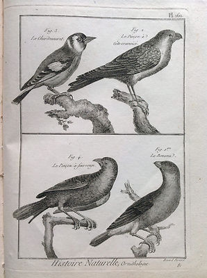 Die Stieglitz Die Zupfpinzette Benard 1790 Histoire Naturelle Ornithologie Vögel