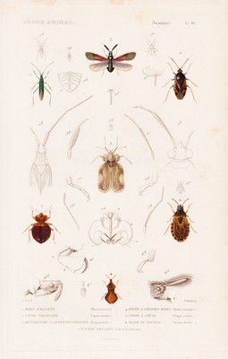 Miris Wanzen Hemiptera Insekten insects gravure engraving Stahlstich Cuvier 1849