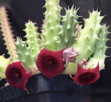 Planta Suculenta--Hurnia pendula 'Dragón Rojo'--¡UN SEGMENTO SIN RAÍCES!