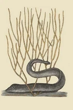 Black Moray Eel Mark Catesby Poster Print
