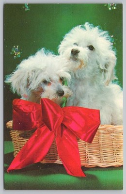 Cute Fluffy White Puppies Dogs Basket Red Bow Terriers Vintage Postcard UNP