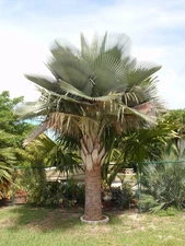 Copernicia x textilis 'Blue'  5 Seeds - Very Rare Hybrid Palm Seed Super Fresh