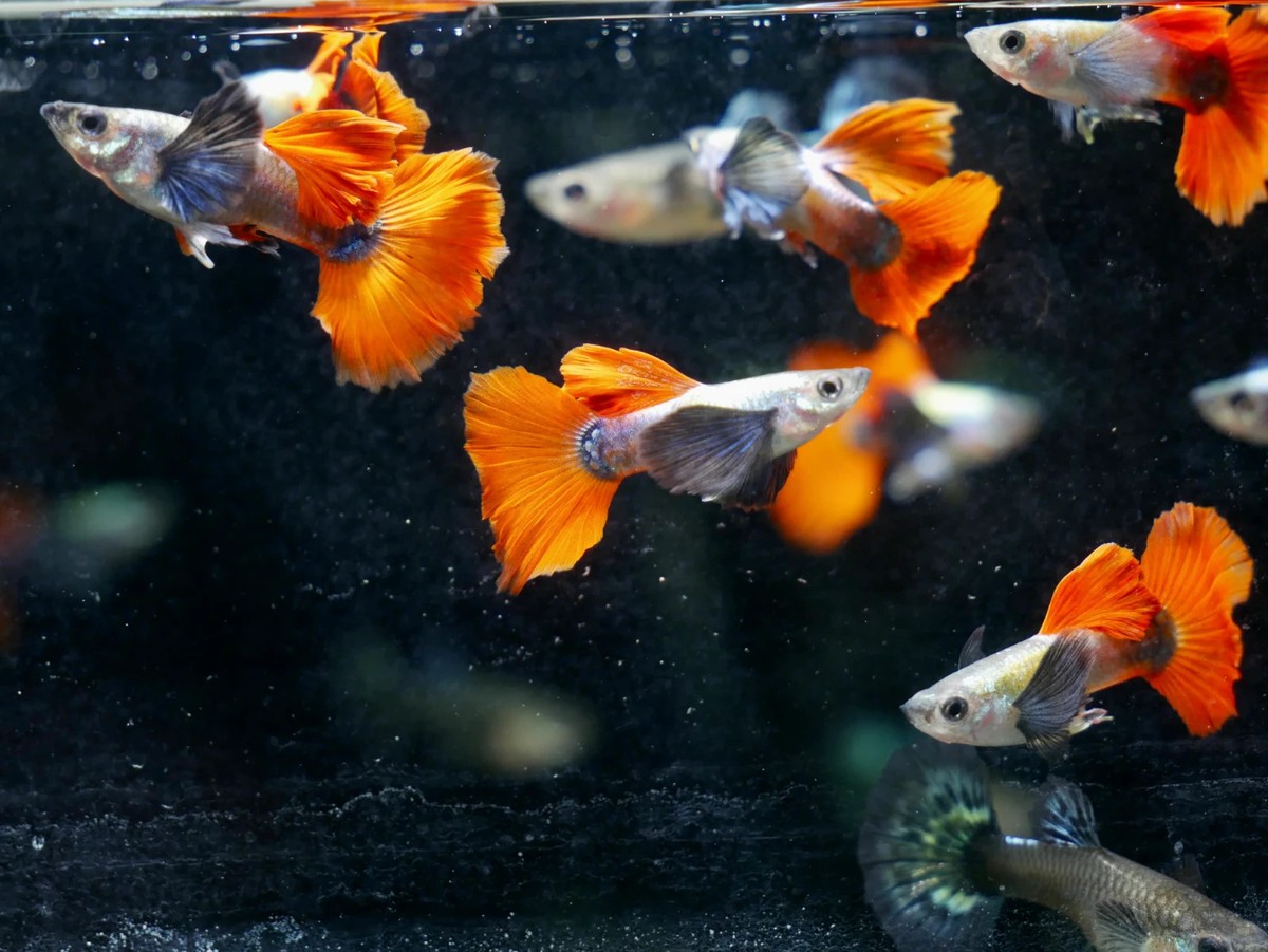 3-Pack Male Dumbo Ear Platinum Red Guppies – Rare Live Fancy