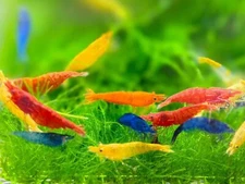 Seam Oasis - 20+ Mix Color Neocaridina Shrimps Live Guarantee +Free Shipping