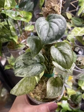 Scindapsus Peasun, Exact Mother Plant Variegated with pole - US seller