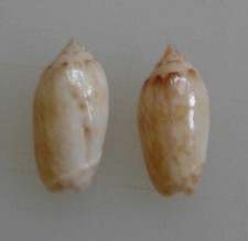 Oliva reticularis (lot de 2) Martinique 22,2 et 22,6mm F++ n18