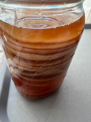 A Live Kombucha Scoby  Size is fit  Balls Jar 32oz wide mouth w/t starter tea