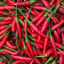 Thai Hot Pepper Seeds | Heirloom / Non-GMO | Free Shipping | Seed Store | 1288