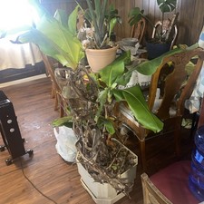 Musa Banana