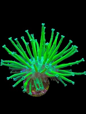 Live Soft Coral Leather Toadstool Japanese Toxic Green Willow 3/4''+ Crown