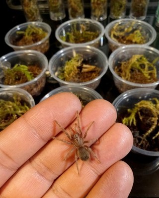 Grammostola quirogai ex pulchra (Uruguayan Black Beauty Tarantula) .75''/1'' Sling