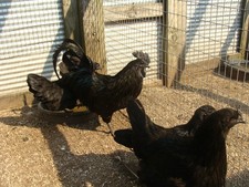 9 AYAM CEMANTI HATCHING EGGS