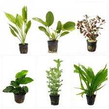 Potted Live Aquarium Plants Bundle 6 Pots Freshwater Tank Pack BUY 2 GET 1 FREE