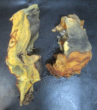 2pc Buckeye Burl slabs/cut offs #E43