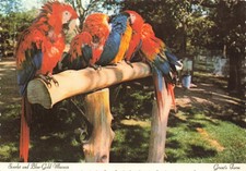 Postcard Scarlet and Blue-and-Gold Macaws Parrots Birds Animal Grant's Farm MO